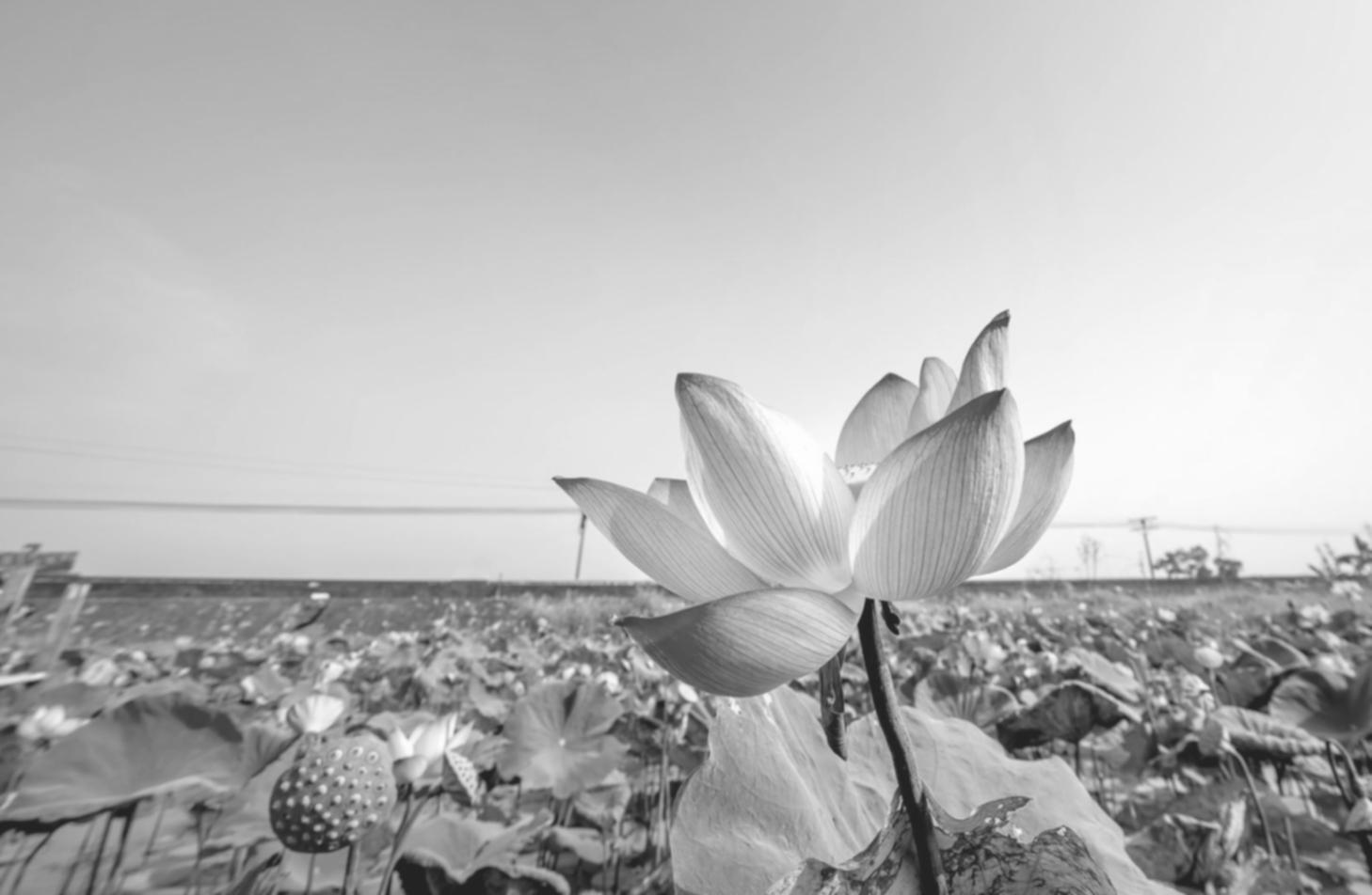 Interior space showcasing our botanical design philosophy with carefully arranged flowering displays